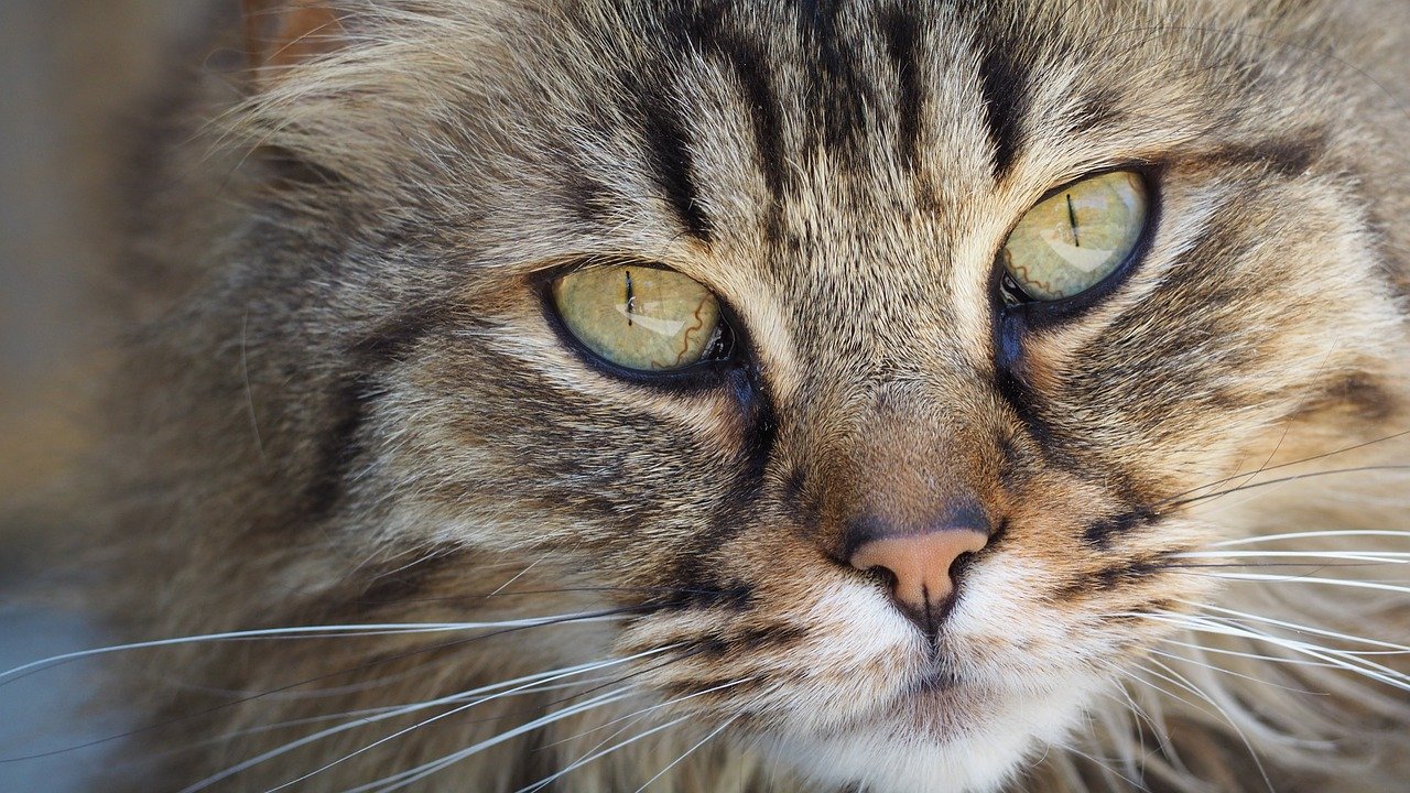 Le transport d'animaux domestiques par les chauffeurs VTC