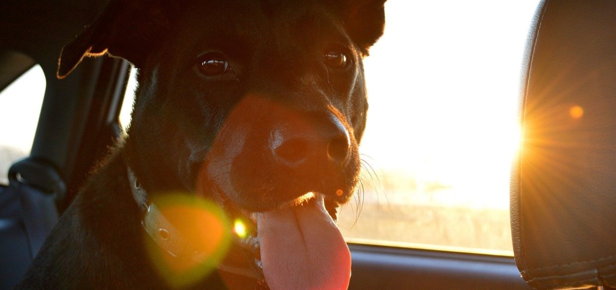 Le transport d'animaux domestiques par les chauffeurs VTC