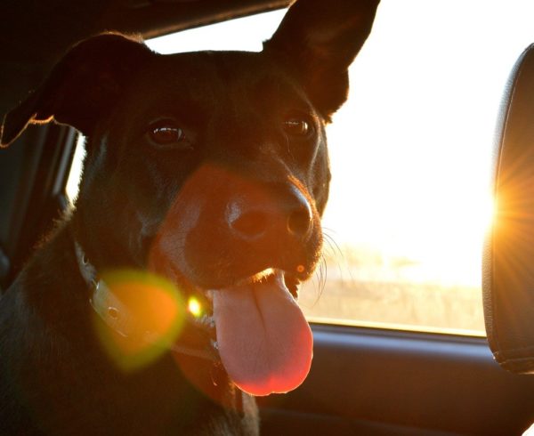 chien chauffeur vtc |