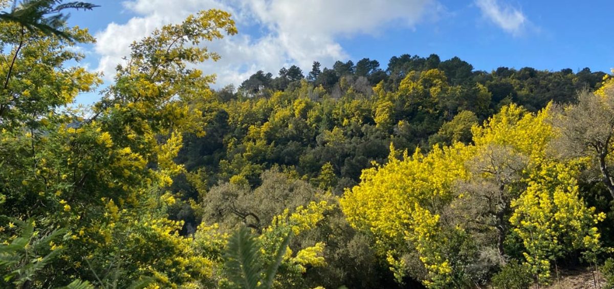 Tanneron balade incontournable au coeur du mimosa 1 |