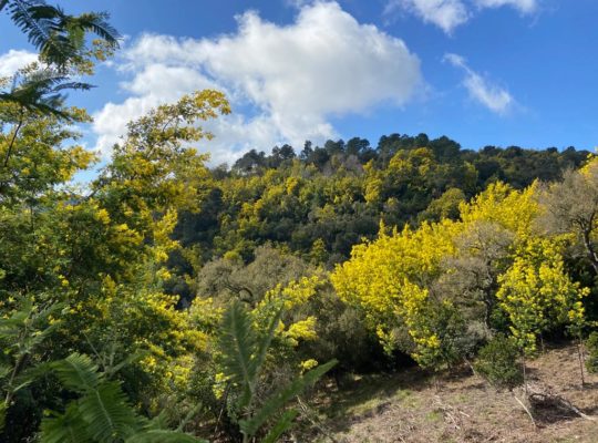 Tanneron balade incontournable au coeur du mimosa 1 |