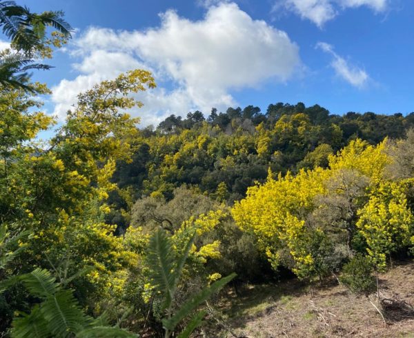 Tanneron balade incontournable au coeur du mimosa 1 |