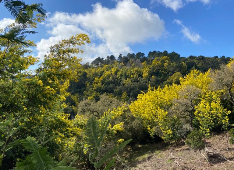 Tanneron balade incontournable au coeur du mimosa 1 |