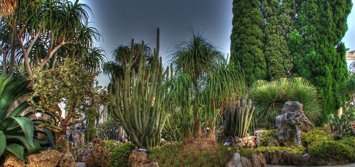 Monaco’s-exotic-garden-a-privileged-escape-into-botanical-excellence