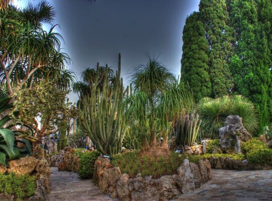 Monaco’s-exotic-garden-a-privileged-escape-into-botanical-excellence