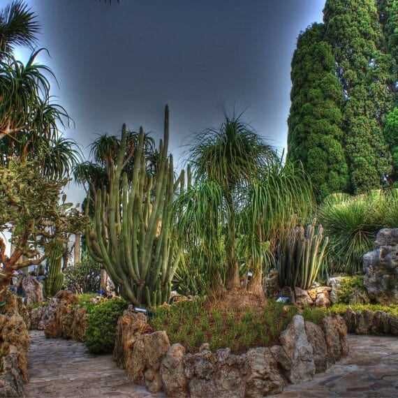 Monaco’s-exotic-garden-a-privileged-escape-into-botanical-excellence